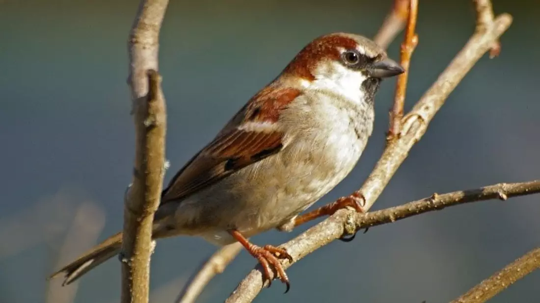 „Twittert“ auf altmodische Weise: Der Spatz  - Bild: flickr.com © Daniel Jolivet (CC BY 2.0)