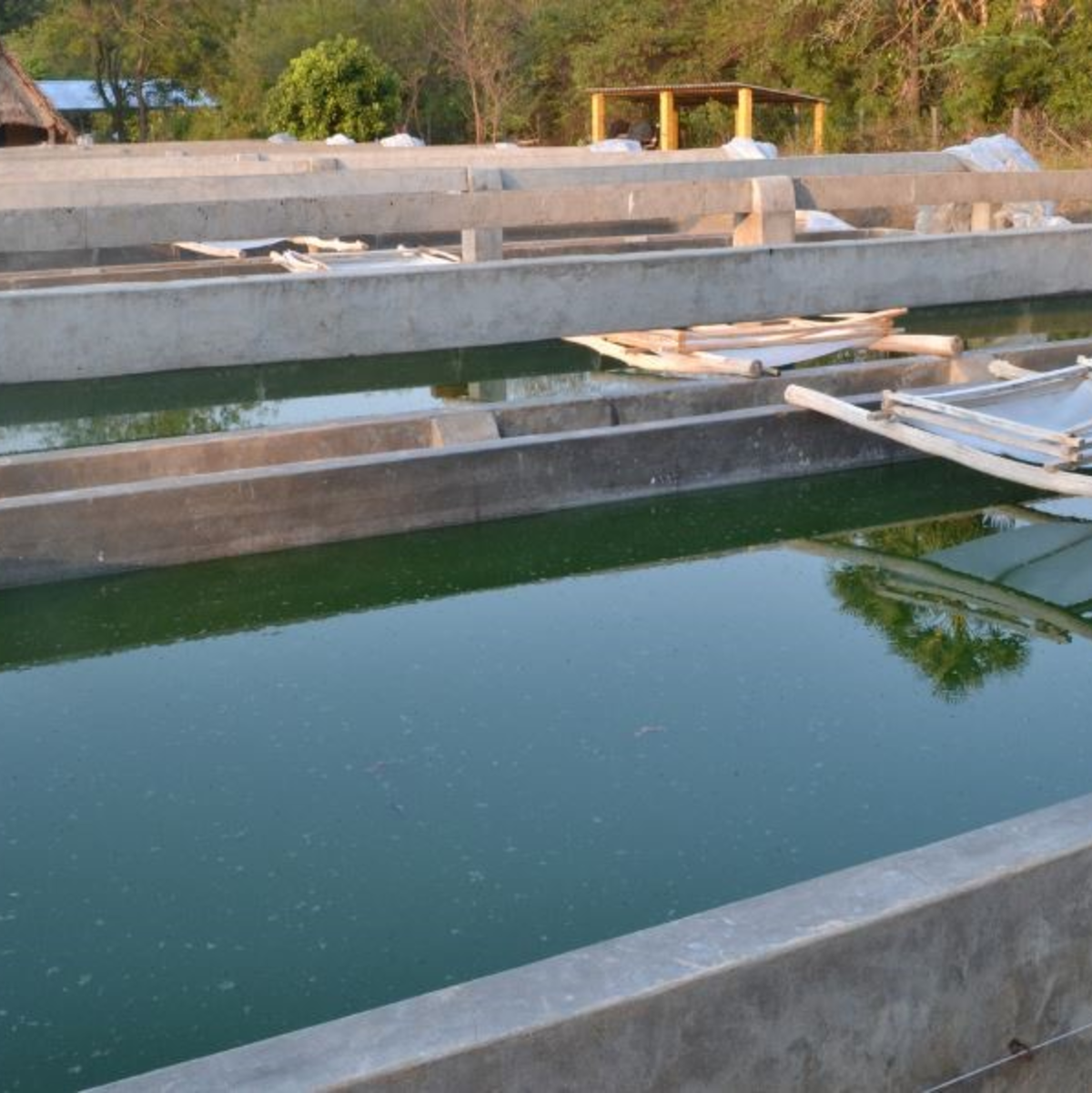 Die Entstehung von Spirulina - Foto: flickr.com © InOutPeaceProject (CC BY-SA 2.0)