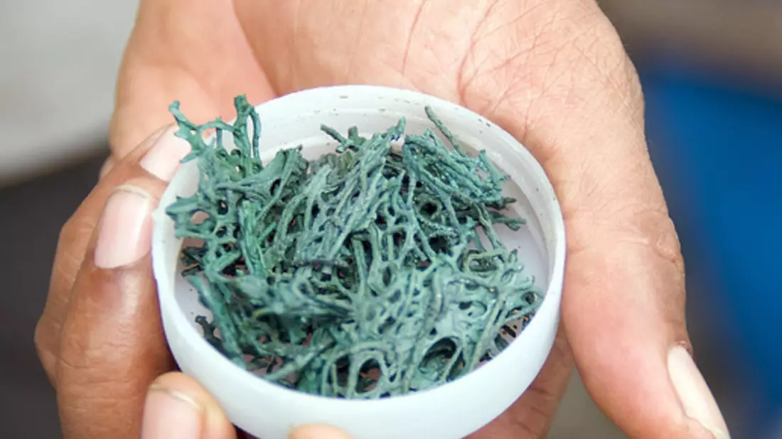 Unbearbeitete Spirulina-Alge - Bild: Flickr.com © PWRDF (CC BY 2.0)