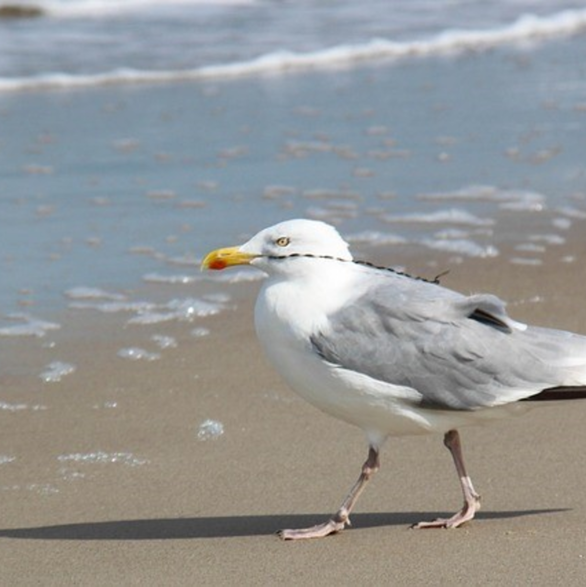 Urlaub in Deutschland - Foto: pixabay.com © PublicDomainPictures (CC0 1.0)