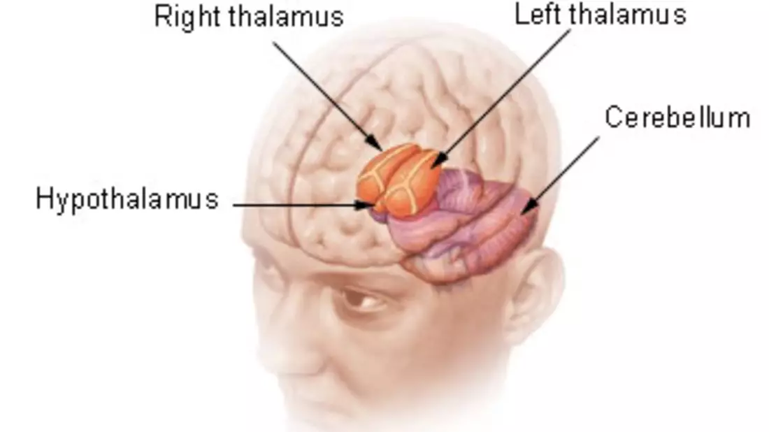Der Hypothalamus - Bild: commons.wikimedia.org © Arcadian (CC BY-SA 3.0) 