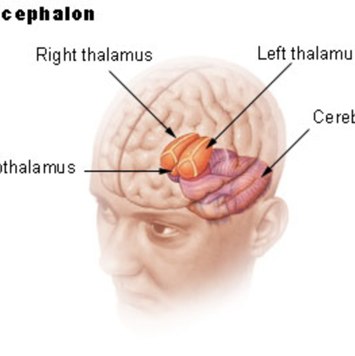 Der Hypothalamus - Foto: commons.wikimedia.org © Arcadian (CC BY-SA 3.0) 