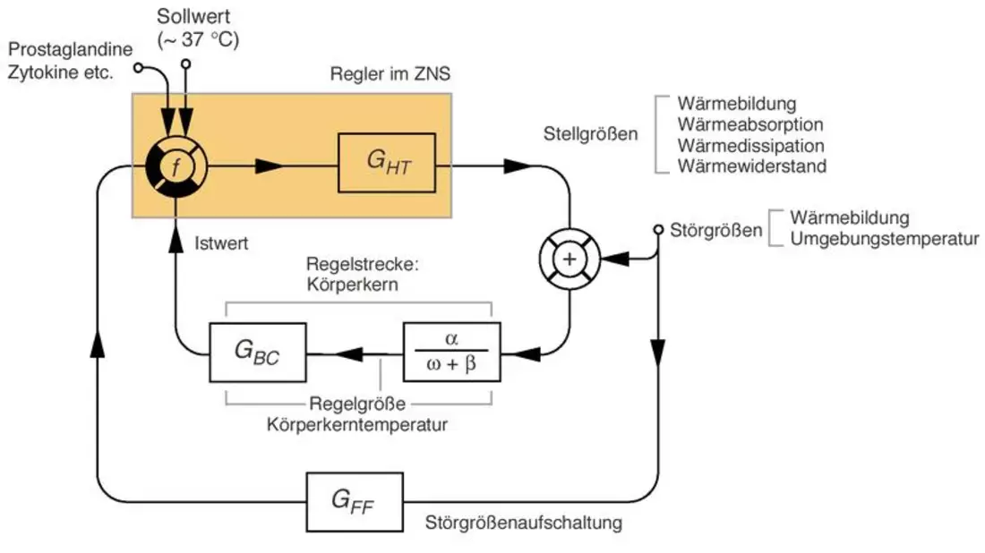 Der Austausch von Wärme im menschlichen Organismus - Bild: commons.wikimedia.org © J.W.Dietrich (CC BY-SA 3.0)