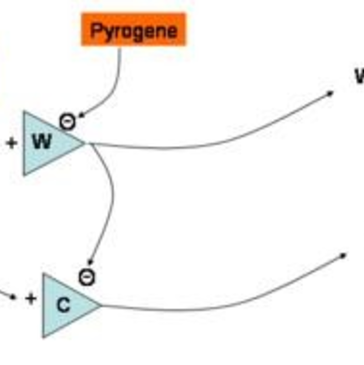 Die Thermoregulation im menschlichen Körper - Foto: Peak.ag