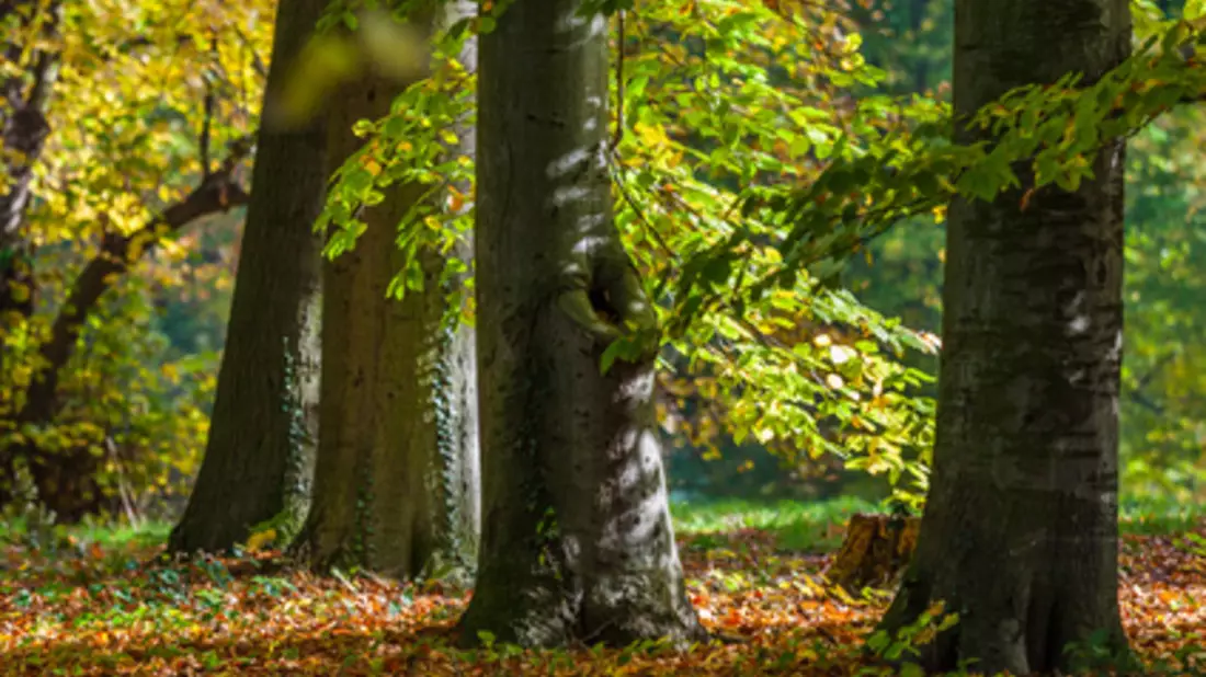 Wälder bieten einen Lebensraum für zahlreiche Tiere und Insekten - Die Abholzung zerstört die Umwelt dieser Lebewesen - Bild: © Bernd Kröger - Fotolia.com