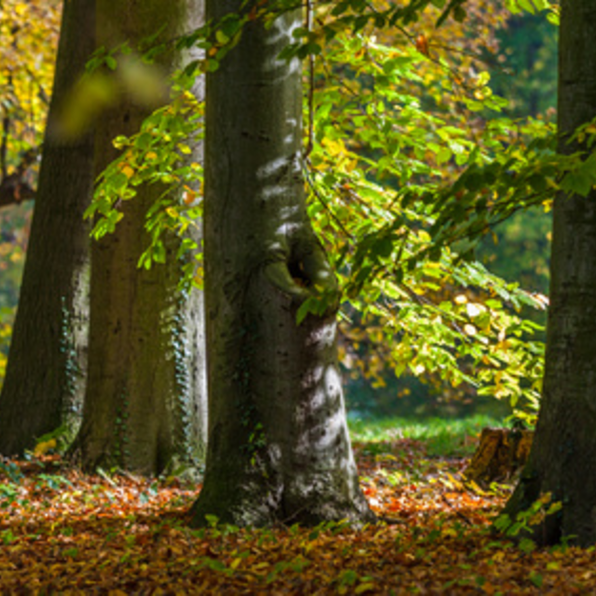 Wälder bieten einen Lebensraum für zahlreiche Tiere und Insekten - Die Abholzung zerstört die Umwelt dieser Lebewesen - Foto: © Bernd Kröger - Fotolia.com