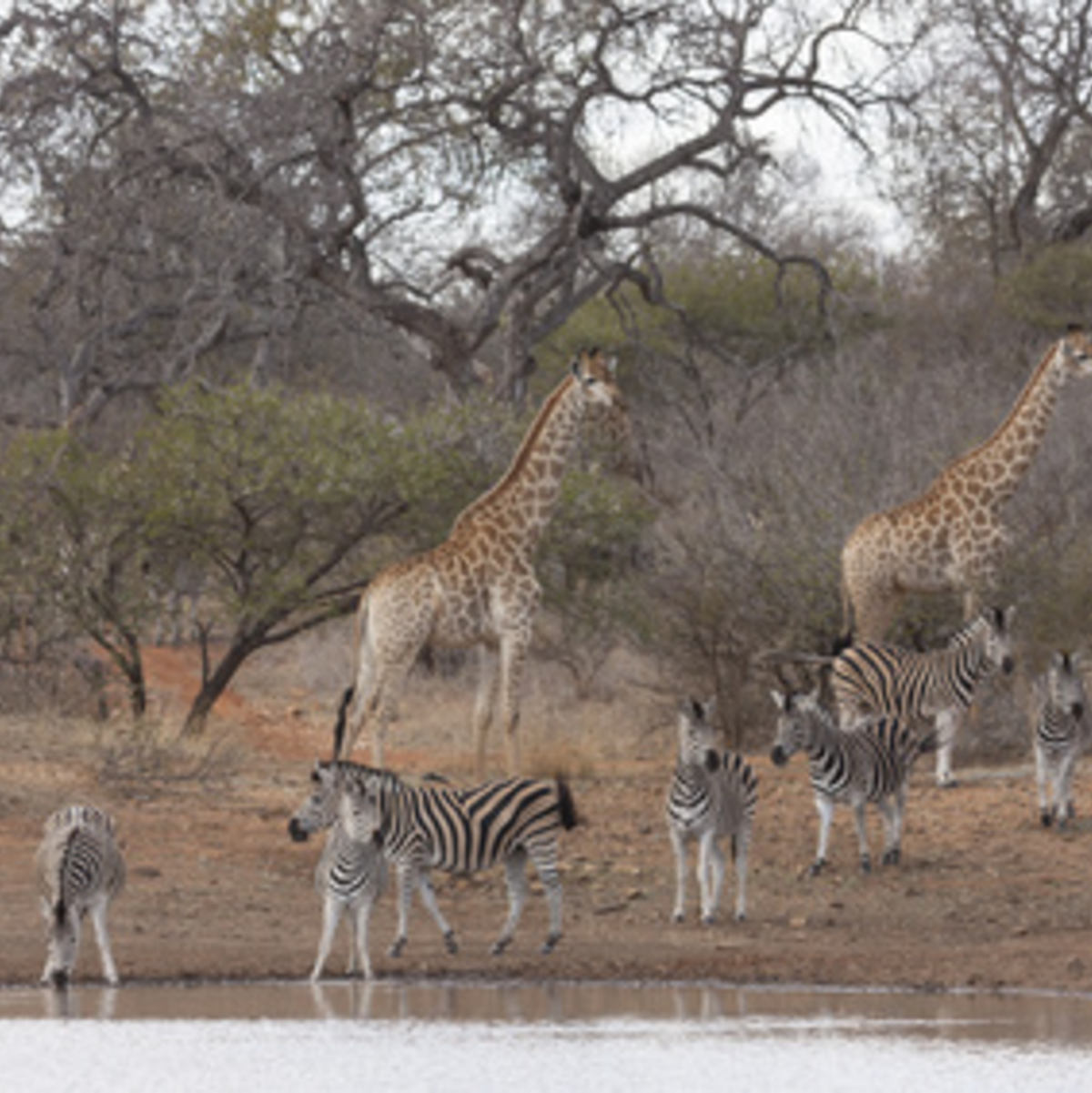 NGOs wie der WWF versuchen, durch den Erhalt der Natur-schutzparks die Artenvielfalt zu schützen - Foto: © NFSR - Fotolia.com