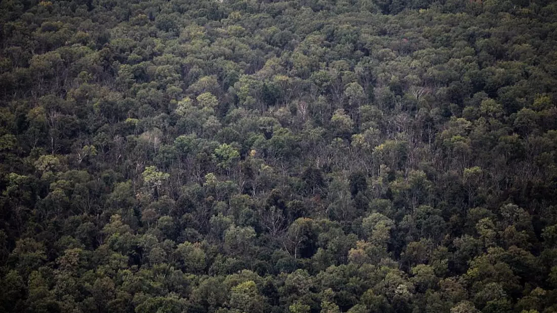 Wald - Bild: über dts Nachrichtenagentur