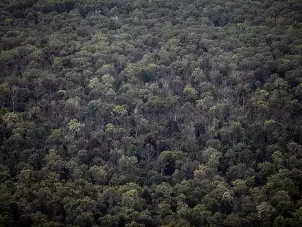 Wald (Archiv) - Foto: über dts Nachrichtenagentur