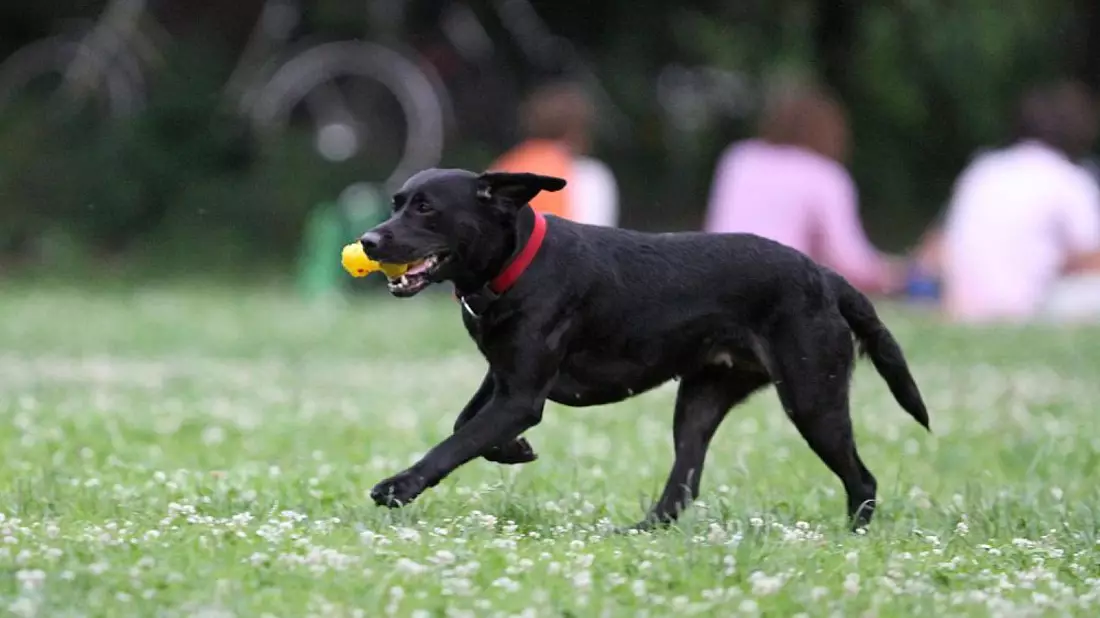 Hund (Archiv) - Bild: über dts Nachrichtenagentur