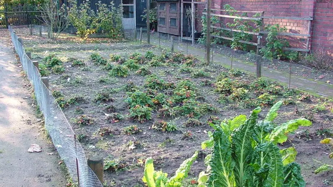 Eigenes Obst und Gemüse ernten - Bild: commons.wikimedia.org © Ziko-C (CC BY-SA 3.0)