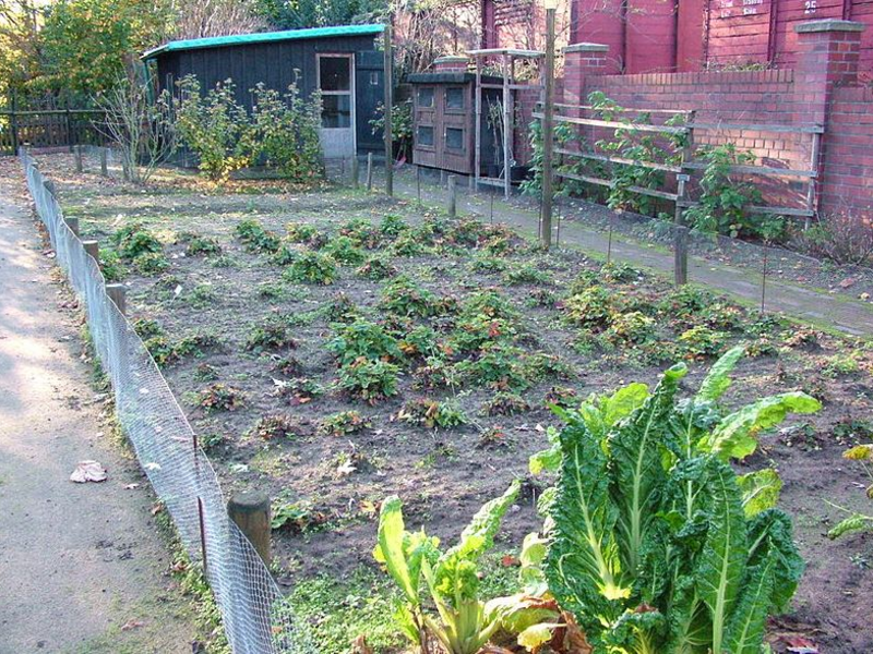 Eigenes Obst und Gemüse ernten - Foto: commons.wikimedia.org © Ziko-C (CC BY-SA 3.0)