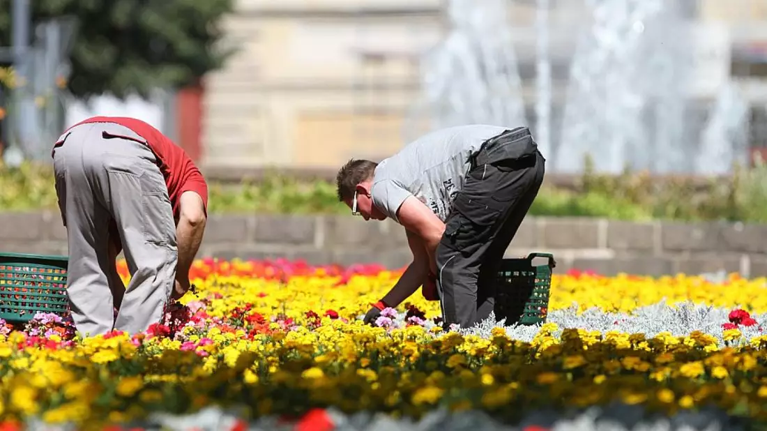 Gartenarbeiter auf einem Blumenbeet - Bild: über dts Nachrichtenagentur