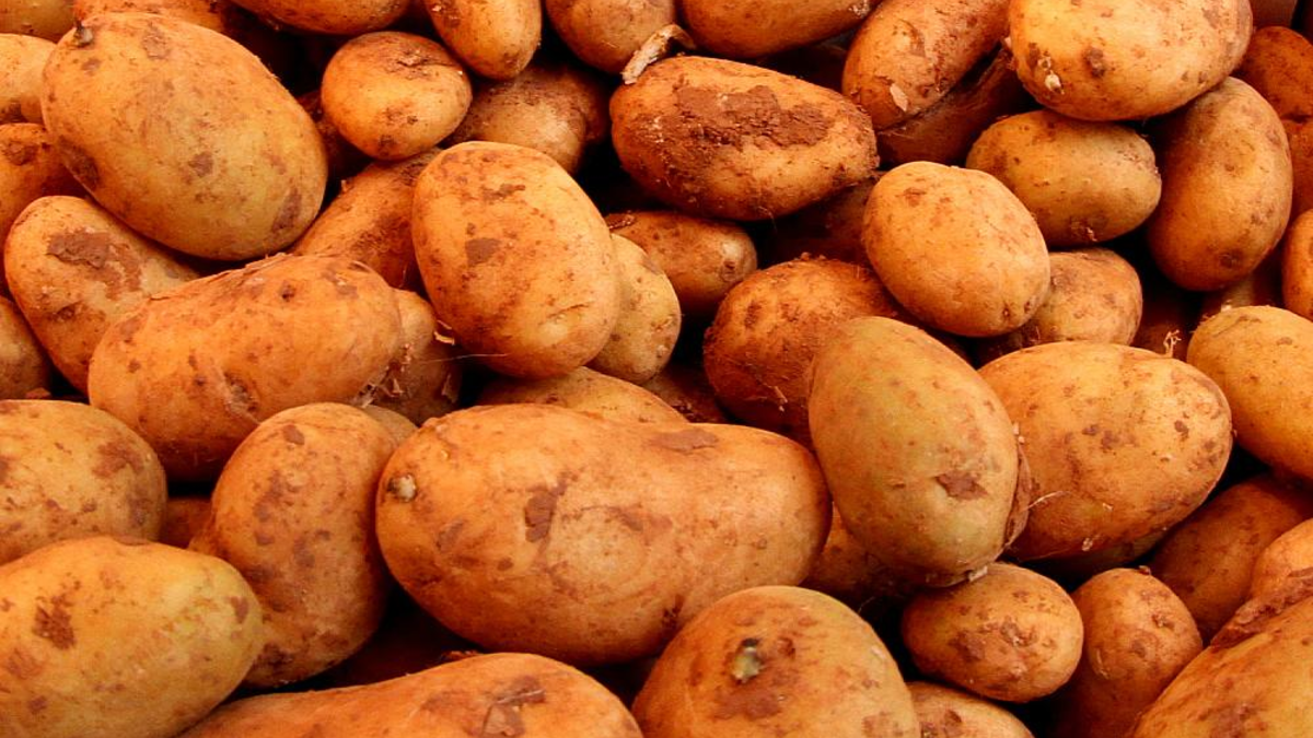 Kartoffeln (Archiv) - Foto: über dts Nachrichtenagentur