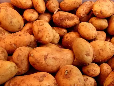Kartoffeln (Archiv) - Foto: über dts Nachrichtenagentur