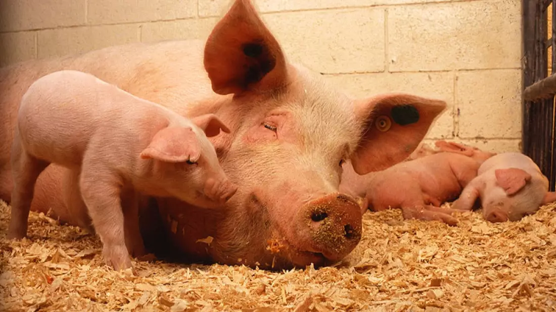 Schweine in Mastbetrieb, Illustration mit AI erstellt.