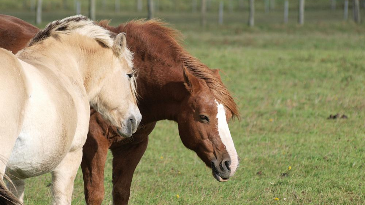 Pferde (Archiv) - Foto: über dts Nachrichtenagentur