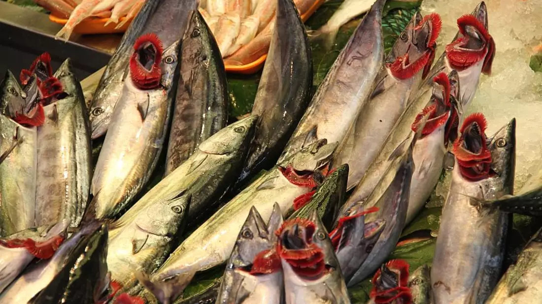 Fische (Archiv) - Bild: über dts Nachrichtenagentur