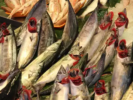 Fische (Archiv) - Foto: über dts Nachrichtenagentur