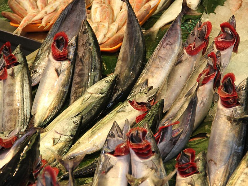 Fische (Archiv) - Foto: über dts Nachrichtenagentur