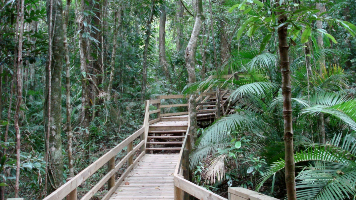 Dschungel in Australien - Foto: über dts Nachrichtenagentur