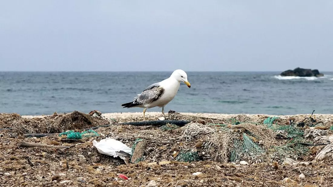 Möwe auf einem Müllhaufen am Meer - Bild: über dts Nachrichtenagentur