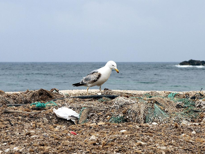 Möwe auf einem Müllhaufen am Meer - Foto: über dts Nachrichtenagentur