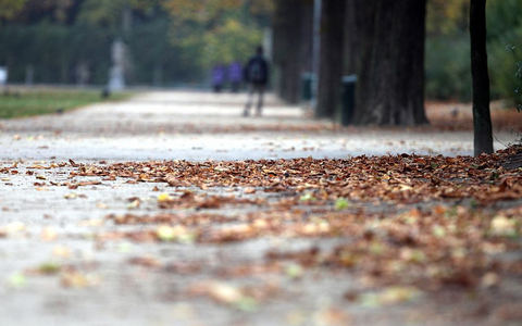 Herbstblätter in einem Park (Archiv) - Foto: über dts Nachrichtenagentur