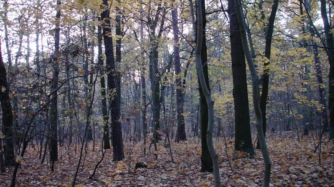 Wald (Archiv) - Bild: über dts Nachrichtenagentur