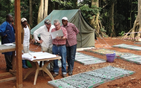 Bohrkerne des Giro-Projekts - Foto: Amani Gold