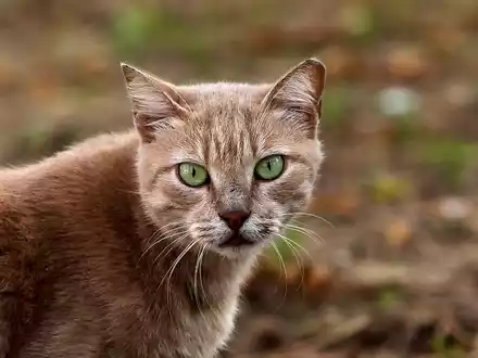 Katze (Archiv) - Foto: über dts Nachrichtenagentur