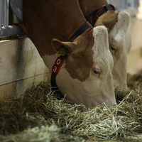 Kühe - Foto: über dts Nachrichtenagentur