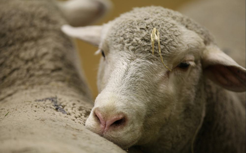 Schaf (Archiv) - Foto: über dts Nachrichtenagentur