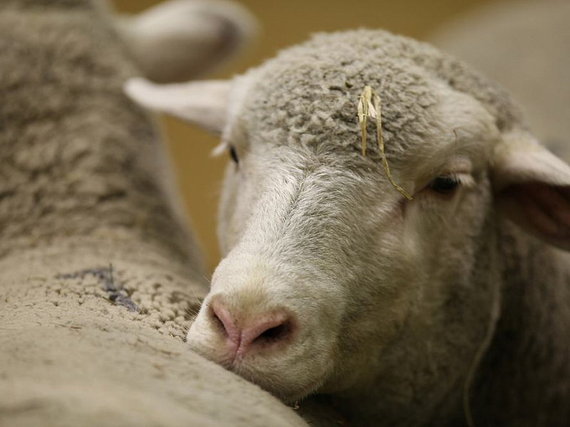 Schaf (Archiv) - Foto: über dts Nachrichtenagentur