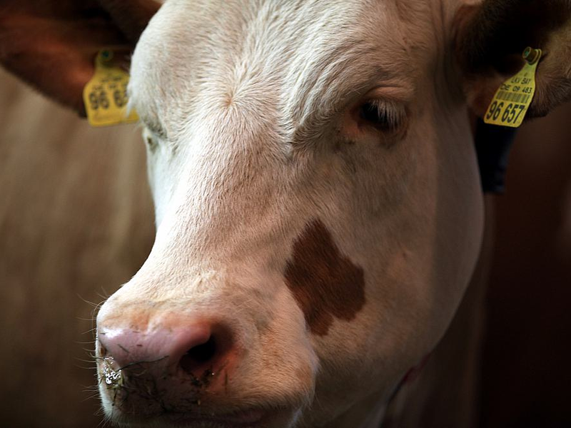 Kuh (Archiv) - Foto: über dts Nachrichtenagentur