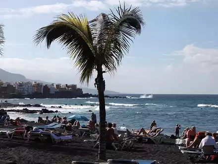 Palme an einem Strand (Archiv) - Foto: über dts Nachrichtenagentur