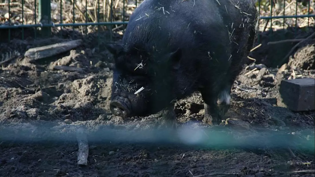 Angler Sattelschwein (Archiv) - Bild: über dts Nachrichtenagentur
