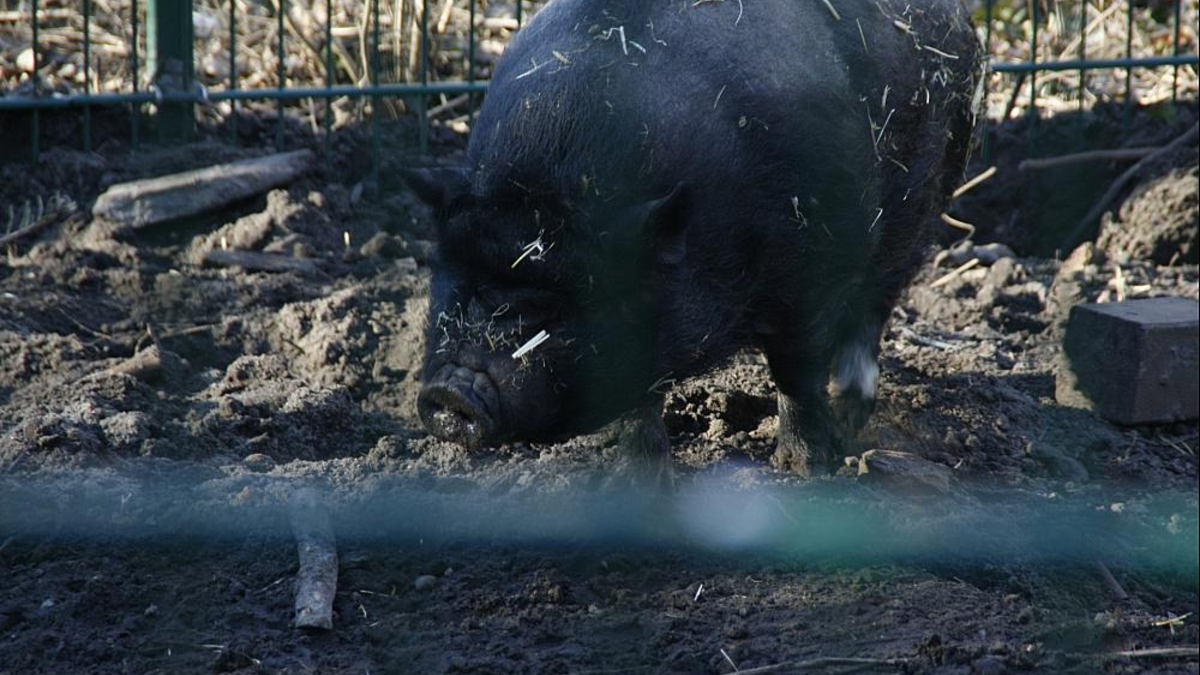 Angler Sattelschwein - Foto: über dts Nachrichtenagentur