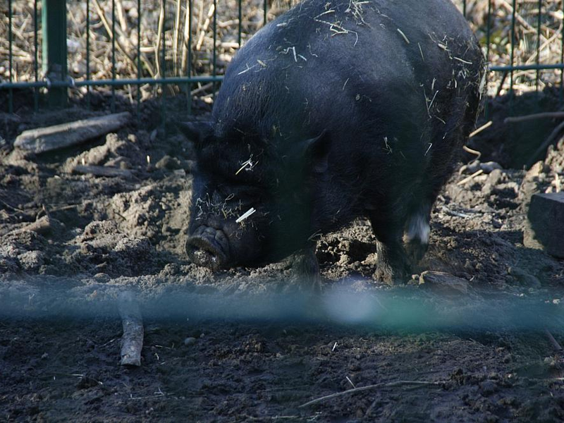 Angler Sattelschwein - Foto: über dts Nachrichtenagentur