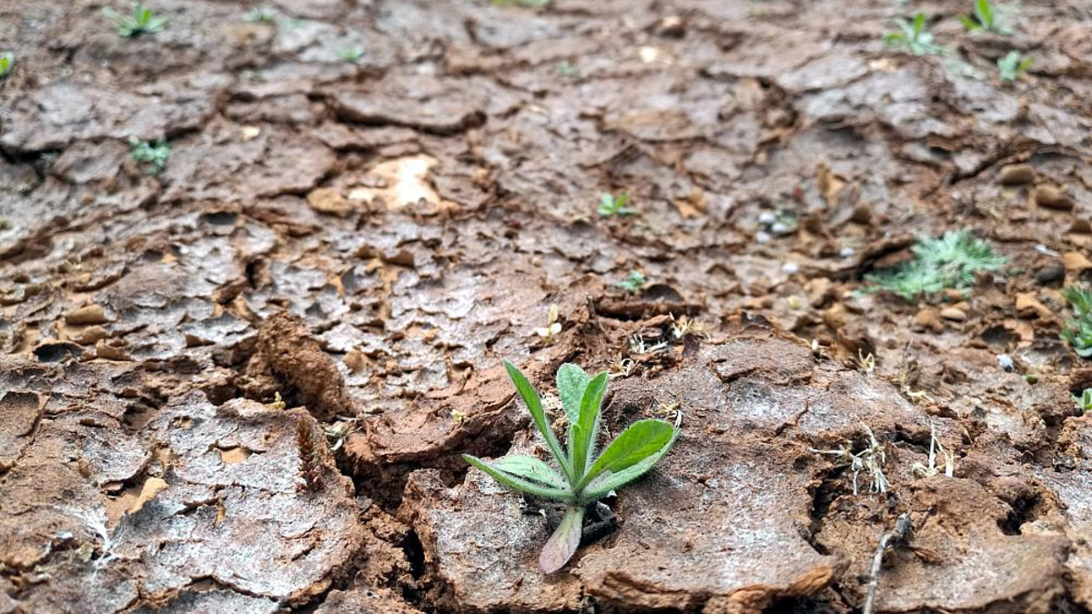 Trockenes Feld - Foto: über dts Nachrichtenagentur