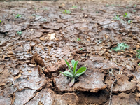 Trockenes Feld (Archiv) - Foto: über dts Nachrichtenagentur