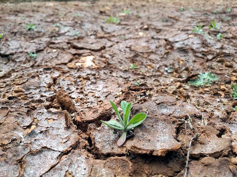Trockenes Feld (Archiv) - Foto: über dts Nachrichtenagentur