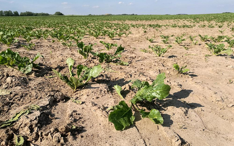 Trockenes Salatfeld - Foto: über dts Nachrichtenagentur