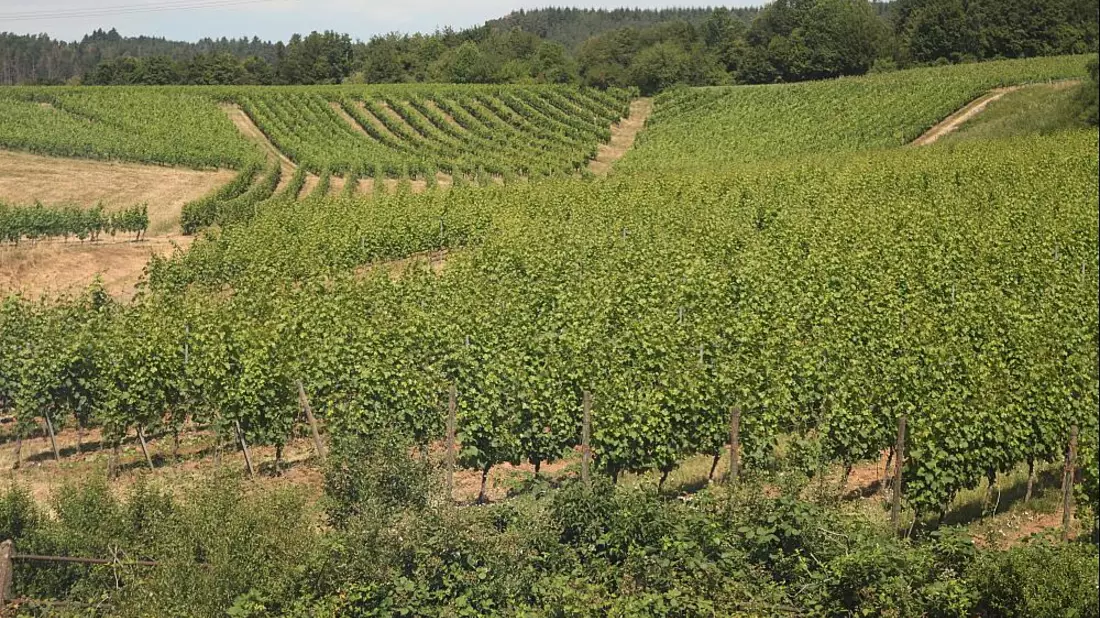 Weinberg (Archiv) - Bild: über dts Nachrichtenagentur