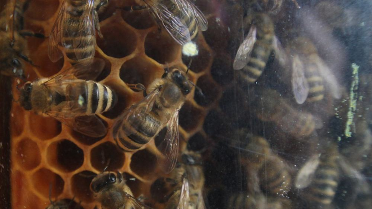 Bienen (Archiv) - Foto: über dts Nachrichtenagentur