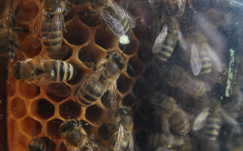 Bienen (Archiv) - Foto: über dts Nachrichtenagentur