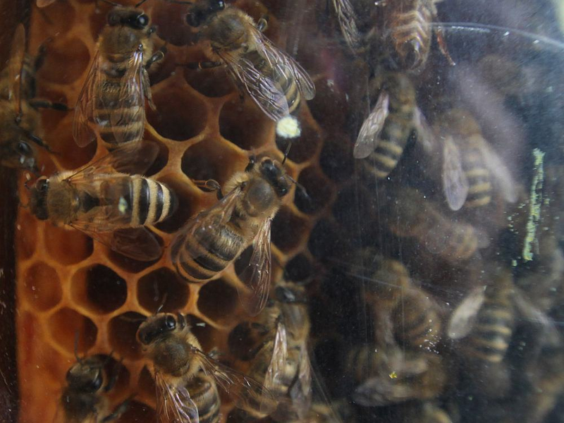 Bienen (Archiv) - Foto: über dts Nachrichtenagentur