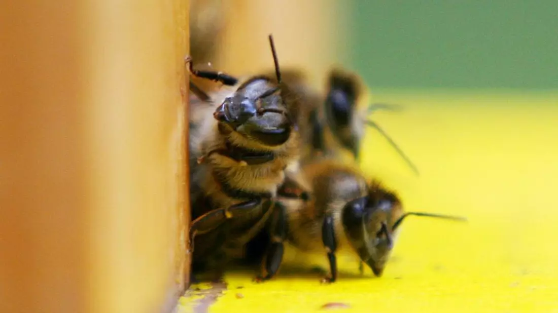 Bienen (Archiv) - Bild: über dts Nachrichtenagentur