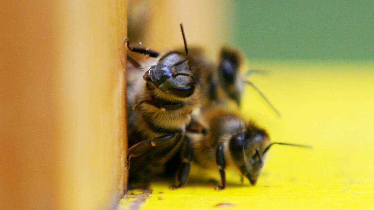 Bienen (Archiv) - Foto: über dts Nachrichtenagentur