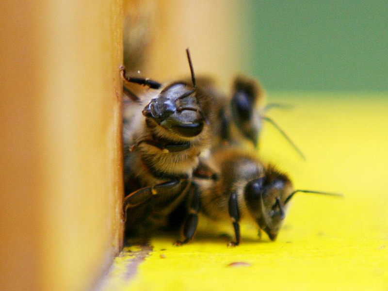 Bienen (Archiv) - Foto: über dts Nachrichtenagentur